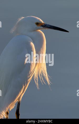 Portrait de l'aigrette neigeux (Egretta thula) à la lumière du matin, Galveston, Texas, États-Unis. Banque D'Images