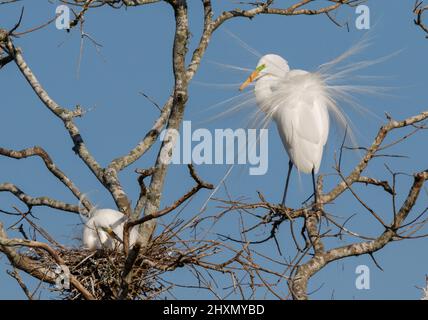 Grande paire d'aigrettes (Ardea alba) montrant un plumage de reproduction près du nid pendant la saison de reproduction, Alvin, Texas, États-Unis. Banque D'Images