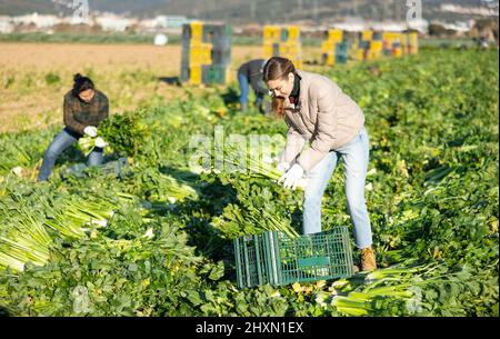 Femme récolte de céleri en plantation Banque D'Images