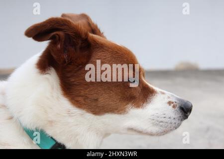 Gros plan d'un chien âgé de sexe masculin à l'extérieur pendant la journée Banque D'Images