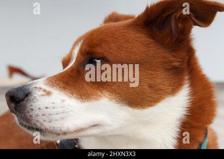 Gros plan d'un chien âgé de sexe masculin à l'extérieur pendant la journée Banque D'Images