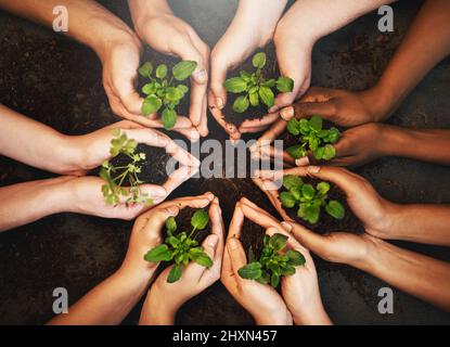 La guérison commence maintenant. Plan de culture d'un groupe de personnes tenant des plantes poussant hors du sol. Banque D'Images