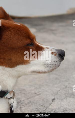 Gros plan d'un chien âgé de sexe masculin à l'extérieur pendant la journée Banque D'Images