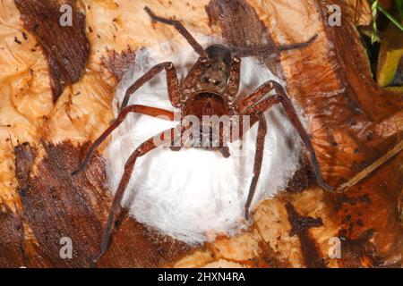 Araignée Huntsman brune, jonglans Heteropoda. Également connu sous le nom de Brisbane Huntsman Spider et Jungle Huntsman Spider. Femme assise sur un sac d'œufs. Coffs Ha Banque D'Images