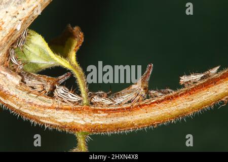 Lantana Treehilers, Aconophora compressa. Adultes et nymphes. Également connu sous le nom de Lantana Bug, Lantana Stemsucking Treehopper, et Lantana SAP-sucking bug. Banque D'Images