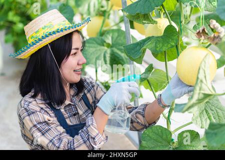 Jeune femme paysanne pulvérisation d'eau avec des jets de brouillard dans le jardin de la plantation de serre, la ferme de jardinage de melon, le concept de jardinage de fruit Banque D'Images