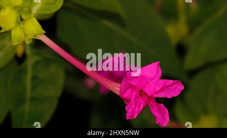 Belle plante de fleurs de Miracle - mirabilis Jalapa fleurs Banque D'Images