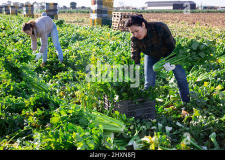 Femme engagée dans la culture de légumes biologiques, en organisant la culture de céleri mûr dans des boîtes sur le champ Banque D'Images