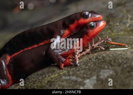 Une paire de newts à ventre rouge (Taricha torosa) dans un ampelloci. Les amphibiens parcourent une roche dans le nord de la Californie. Banque D'Images