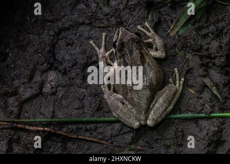 Une grenouille de californie (Pseudacris) dans un parc régional de East Bay en Californie. Ces grenouilles sont parmi les amphibiens les plus répandus sur la côte ouest. Banque D'Images