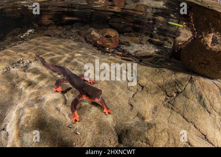 Le nouveau-dent à ventre rouge (Taricha rivularis) salamandre aquatique du nord de la Californie, ils vivent dans des cours d'eau propres. Banque D'Images