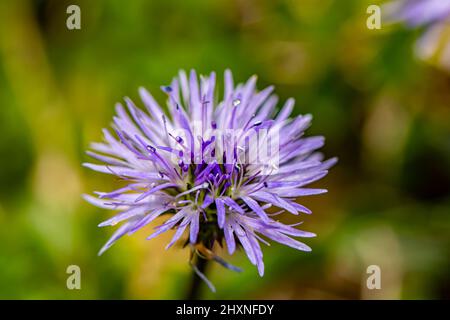 Globularia cordifolia fleur en montagne, gros plan Banque D'Images