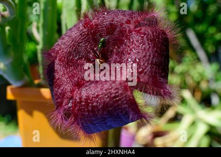 La mouche se nourrissant sur la fleur de Stapelia gigantea (parfois nommé par erreur S. nobilis ou S. grandiflora). La mouche pollinise également la fleur. Banque D'Images