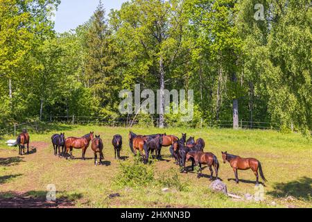 Troupeau de chevaux dans un enclos ensoleillé Banque D'Images