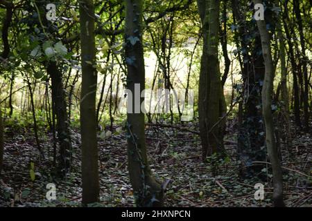 vue à travers les arbres d'automne, suffolk, angleterre Banque D'Images