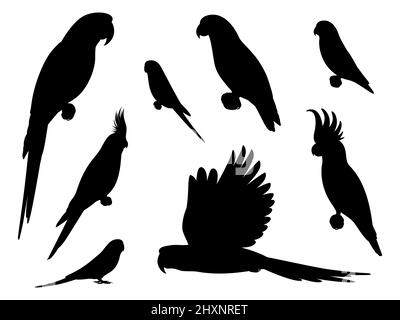 Ensemble de perroquets de silhouette. Ensemble d'illustrations vectorielles de silhouettes noires de perroquets tropicaux isolées sur fond blanc. Vue latérale, profil. Illustration de Vecteur