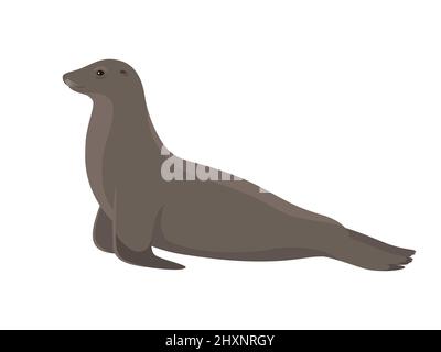 Lion de mer. Illustration vectorielle du lion de mer isolé sur fond blanc. Vue latérale, profil. Illustration de Vecteur