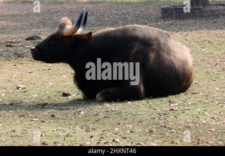 Gaur ou bison indien (Bos gaurus gaurus) soleil dans un zoo par temps froid d'hiver : pix SShukla Banque D'Images