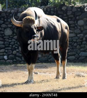 Gaur ou bison indien (Bos gaurus gaurus) soleil dans un zoo par temps froid d'hiver : pix SShukla Banque D'Images