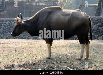 Gaur ou bison indien (Bos gaurus gaurus) soleil dans un zoo par temps froid d'hiver : pix SShukla Banque D'Images