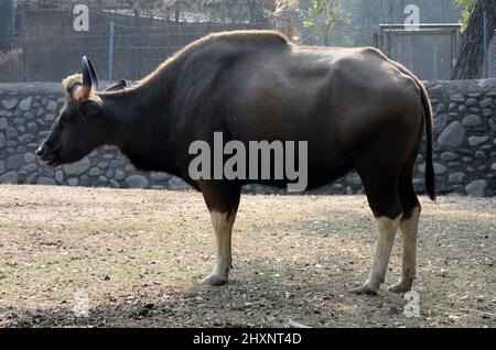 Gaur ou bison indien (Bos gaurus gaurus) soleil dans un zoo par temps froid d'hiver : pix SShukla Banque D'Images