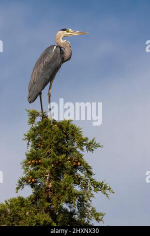Héron gris à Parco Naturale della Maremme, Toscane, Italie Banque D'Images