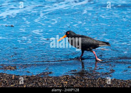 Huîtres variables sur la plage de Paekakariki, Kapiti, Wellington, Île du Nord, Nouvelle-Zélande Banque D'Images