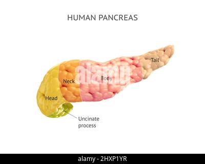 Illustration anatomique précise du pancréas humain isolé sur blanc avec des légendes de texte correctes. 3d rendu Banque D'Images
