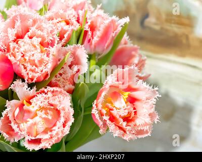 Tulipes rouges à franges roses. De belles fleurs en cadeau à votre petite amie. Banque D'Images