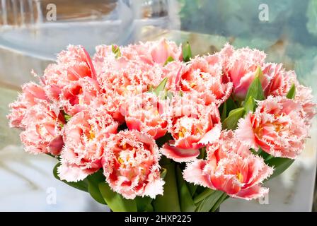 Tulipes rouges à franges roses. De belles fleurs en cadeau à votre petite amie. Banque D'Images