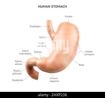 Anatomique précise réaliste 3D illustration de l'organe interne humain - estomac avec duodénum isolé sur fond blanc. Estomac avec des légendes de texte correctement placées Banque D'Images