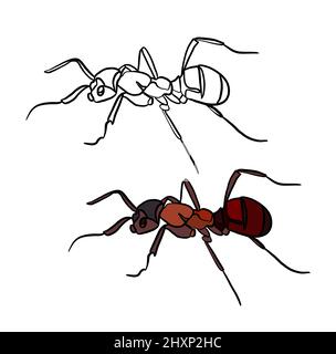 Illustration d'un livre de coloriage en couleur et en noir et blanc. Dessin d'un ant sur un fond blanc isolé. Illustration de haute qualité Banque D'Images
