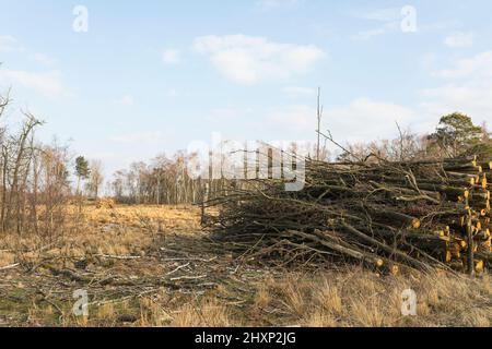 Arbres frais abattus pour maintenir la tourbière élevée humide dans le projet de gestion de l'eau des zones humides dans le parc national "groote Peel" aux pays-Bas Banque D'Images