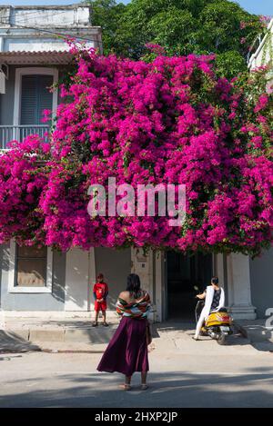 Pondichéry, Inde - 12 mars 2022 : une inflorescence de bougainvilliers dans la ville blanche. Banque D'Images