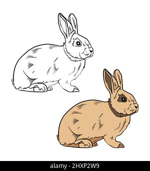 Illustration d'un livre de coloriage en couleur et en noir et blanc. Dessin d'un lapin sur fond blanc isolé. Illustration de haute qualité Banque D'Images