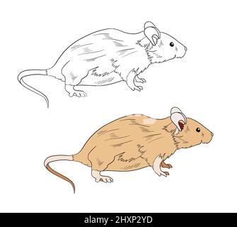 Illustration d'un livre de coloriage en couleur et en noir et blanc. Dessin d'un rat sur fond blanc isolé. Illustration de haute qualité Banque D'Images