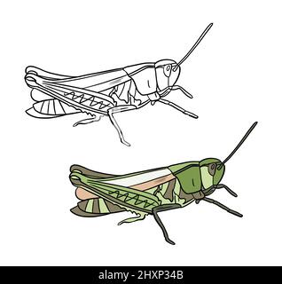 Illustration d'un livre de coloriage en couleur et en noir et blanc. Dessin de sauterelle sur un fond blanc isolé. Illustration de haute qualité Banque D'Images