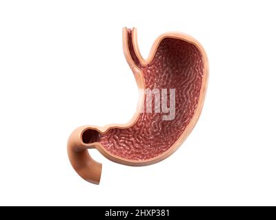 Illustration réaliste anatomique 3D de l'organe interne humain - estomac avec vue intérieure coupe section isolée sur fond blanc Banque D'Images
