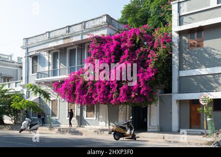 Pondichéry, Inde - 12 mars 2022 : une inflorescence de bougainvilliers dans la ville blanche. Banque D'Images