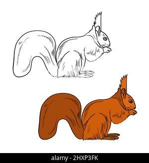 Illustration d'un livre de coloriage en couleur et en noir et blanc. Dessin d'un écureuil sur un fond blanc isolé. Illustration de haute qualité Banque D'Images