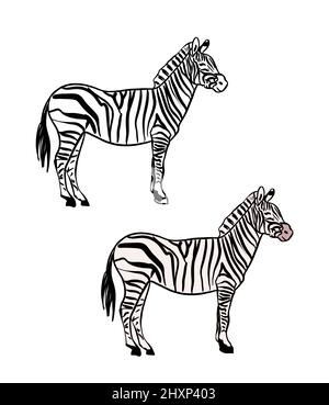 Illustration d'un livre de coloriage en couleur et en noir et blanc. Dessin d'un zèbre sur un fond blanc isolé. Illustration de haute qualité Banque D'Images