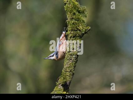 Nuthatch eurasien, sitta europaea, perchée sur une branche de mousse, dans les bois, Lancashire, Royaume-Uni Banque D'Images