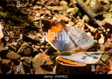 Grand papillon au sol magnifique feuille d'oakleaf orange ( kallima inachus ) papillon Banque D'Images