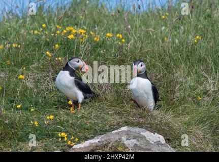 Paire de macareux de l'Atlantique, macareux commun, Fratercula arctica, sur l'herbe, Écosse Banque D'Images