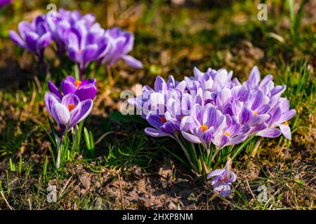 Gros plan avec foyer sélectif de crocodiles mauves idylliques dans l'herbe comme des fleurs qui annoncent le printemps Banque D'Images