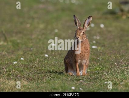 Un lièvre brun sauvage , assis parmi les pâquerettes. Une photo intime montrant ses oreilles immenses, ses détails en fourrure et ses beaux yeux orange. Suffolk, Royaume-Uni Banque D'Images