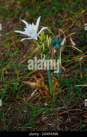 La jonquille la mer, mer pancratium pancratium maritimum (Lily) sur la côte méditerranéenne, Israël en Septembre Banque D'Images