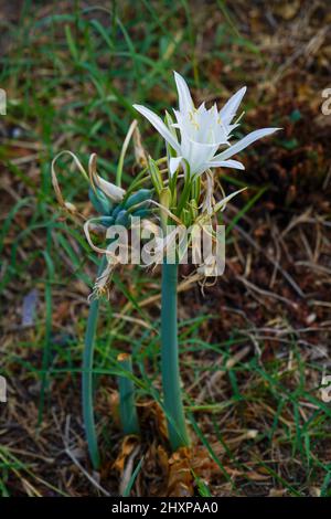 La jonquille la mer, mer pancratium pancratium maritimum (Lily) sur la côte méditerranéenne, Israël en Septembre Banque D'Images