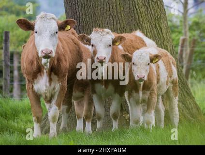 Les trois mousquetaires . Threessizes de vache brune et blanche, Simmental , se posant magnifiquement ensemble dans la campagne . Suffolk, Royaume-Uni. Banque D'Images