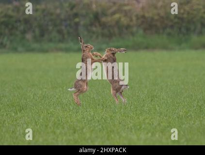 Une marche folle se hante. Dansons-nous ? Une paire de hares de boxe. Homme et femme ayant une séance de boxe debout. Suffolk Royaume-Uni Banque D'Images